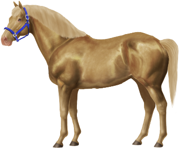 Taken On Mon Jul 18, 2016 - Horse (450x300), Png Download