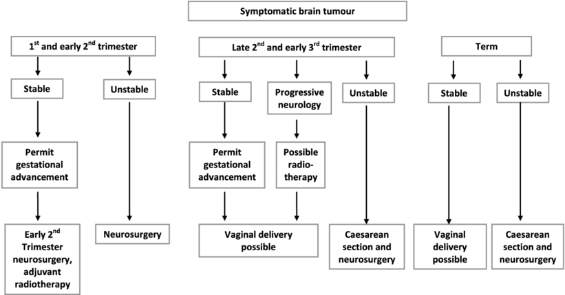 Algorithm For Management Of Brain Tumours In Pregnant - Management (850x427), Png Download