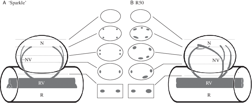 Schematic 3d-reconstruction Of The Vasculature Of Mature - Diagram (820x336), Png Download