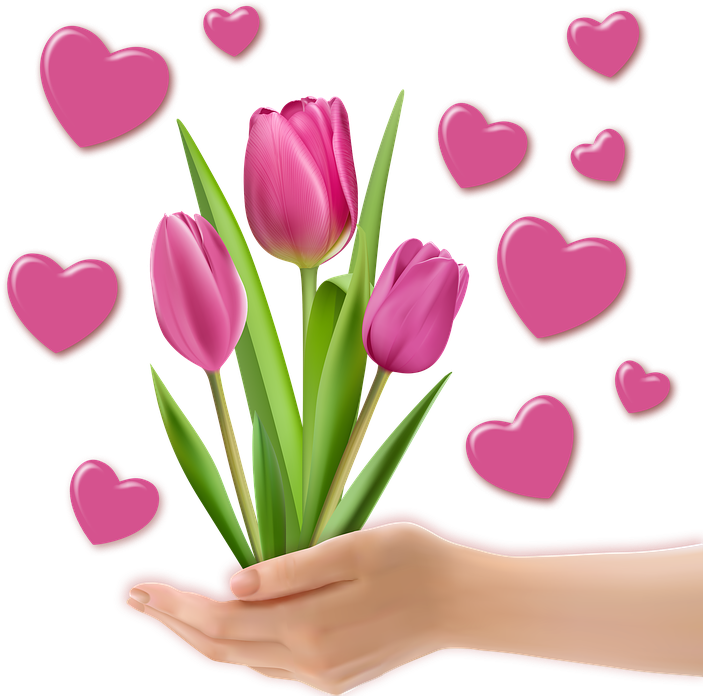 Png Image, Decoration, Tulips, Heart, Valentine, Hands - Clip Art (720x720), Png Download