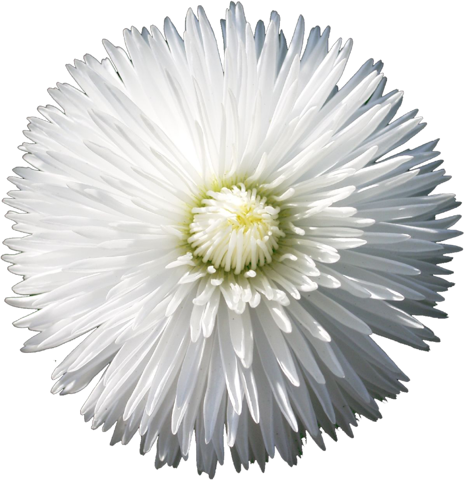 The Gallery For > Flower Png Tumblr - Flower With Black Backgrounds (1280x1279), Png Download