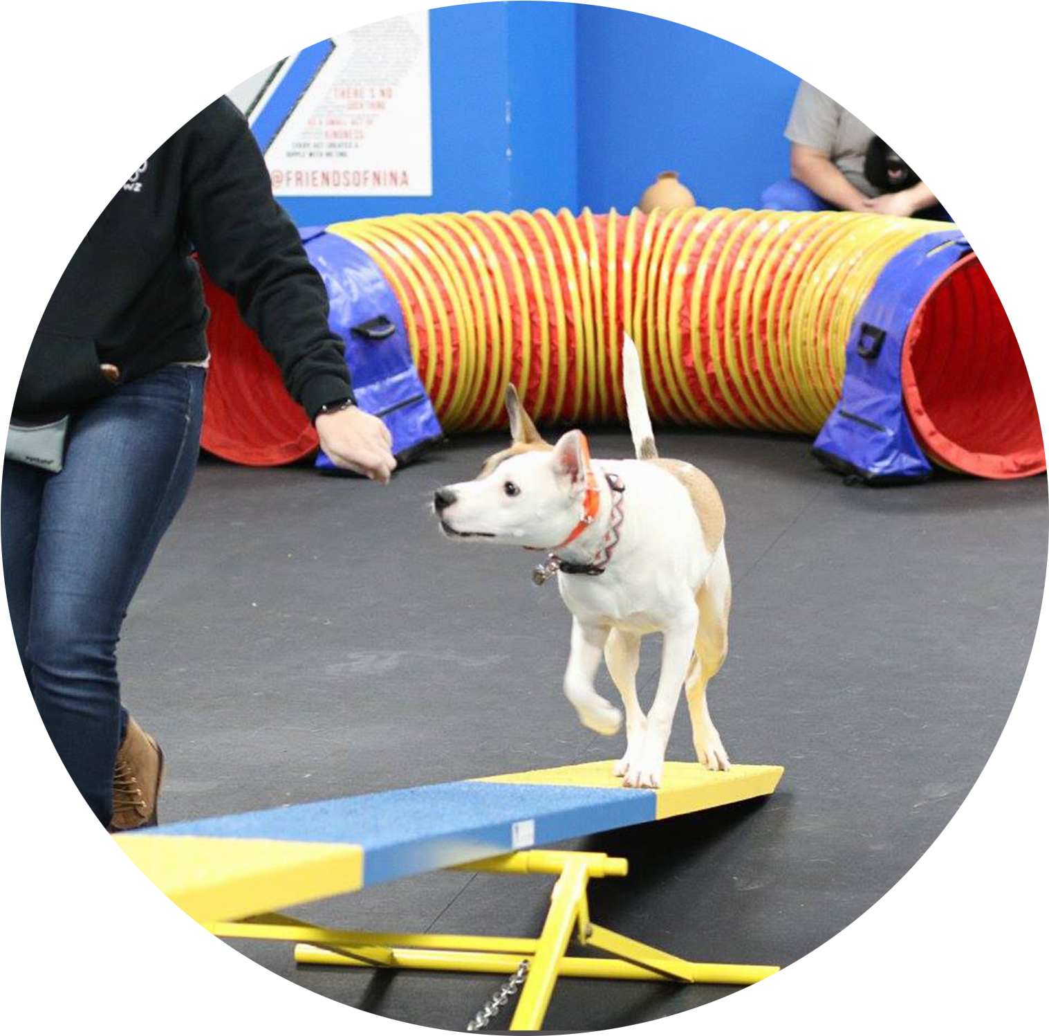Agility Classes - Dog Agility (1800x1800), Png Download