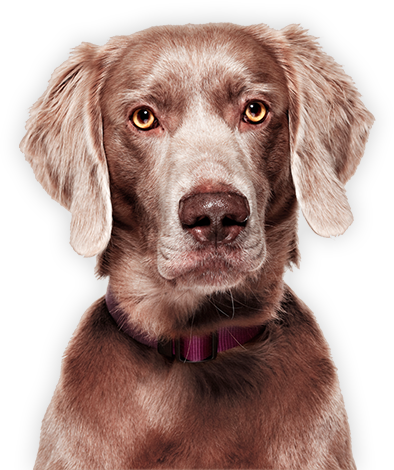 Dog Image Cat Image - Long Haired Weimaraner Adult (394x470), Png Download
