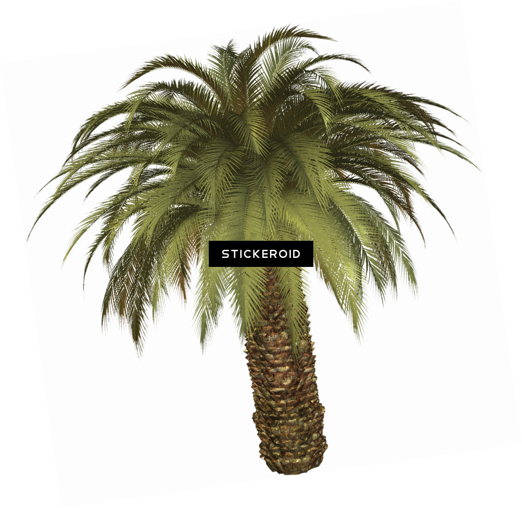 Tropical Palm Tree - Palm Tree (1798x1749), Png Download