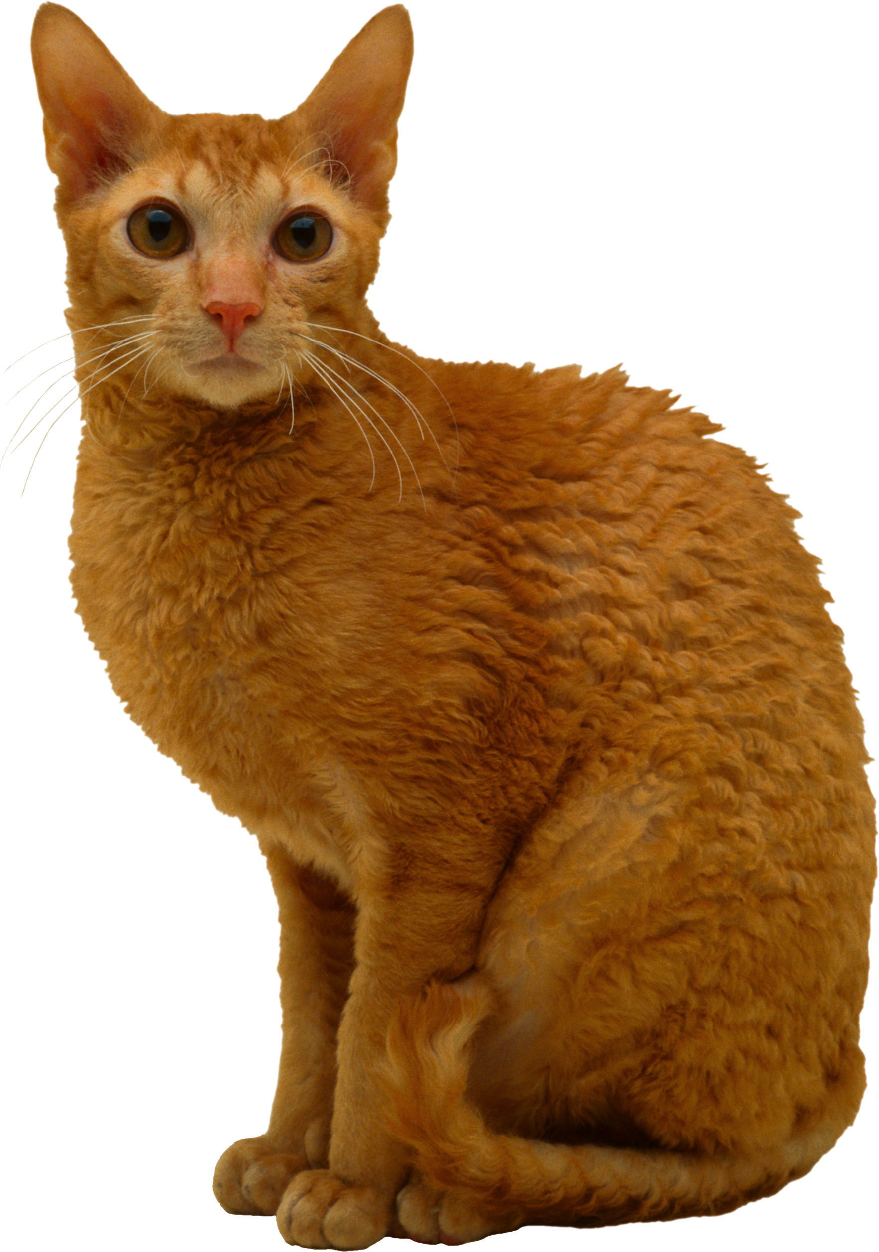 Cornish Rex Cat Orange (1766x2515), Png Download