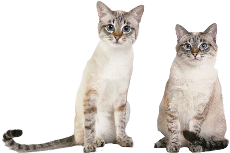 Slider Image - Thai Cats (623x350), Png Download