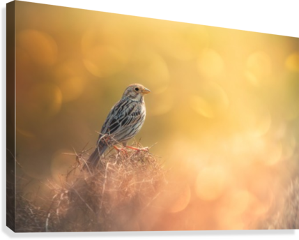 Lost In Bokeh Canvas Print - East Urban Home 'lost' Photographic Print On Canvas, (429x344), Png Download