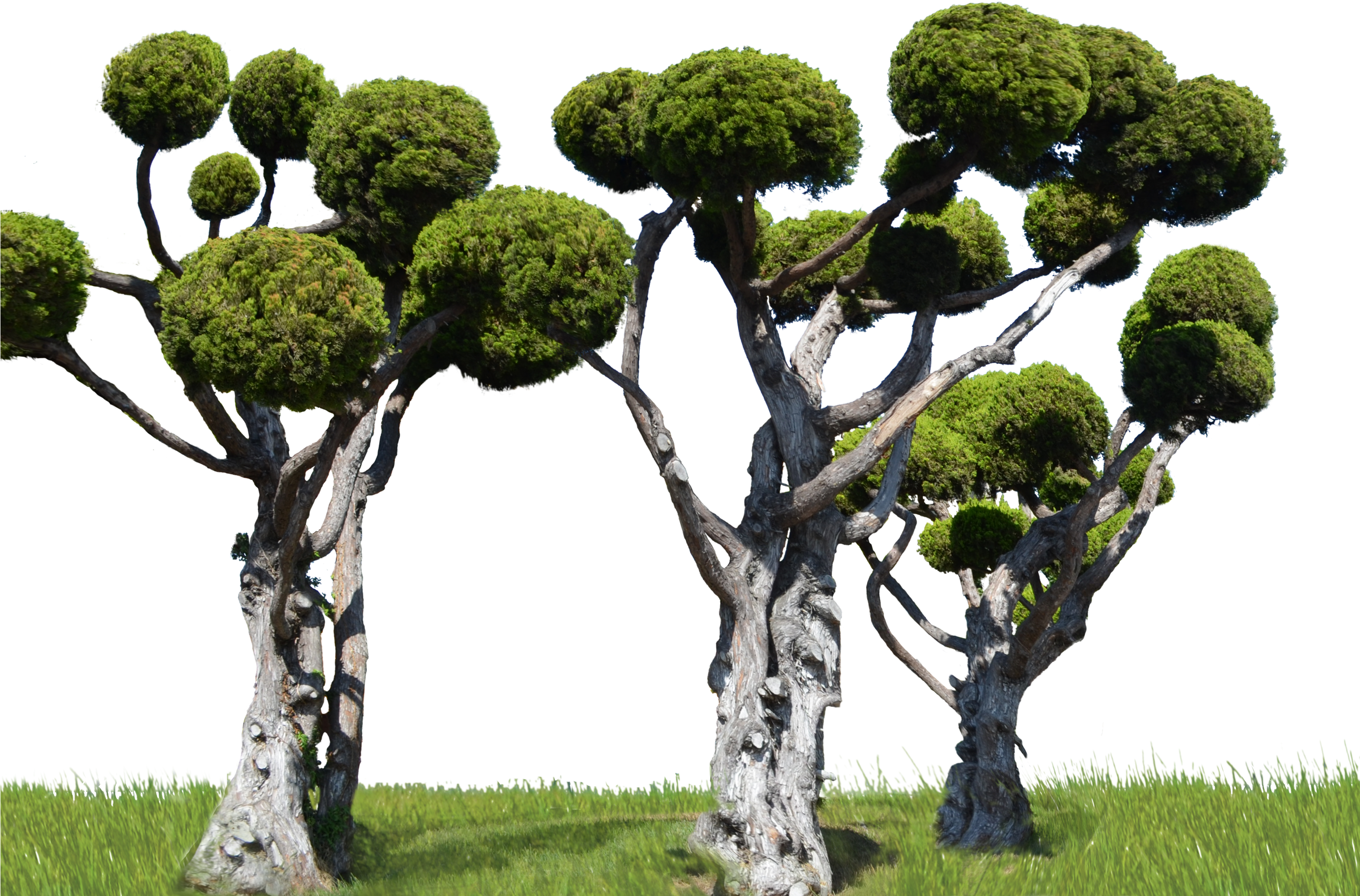 Round Tree Forest Png Stock In Landscape 0007 By Annamae22 - Klse:puc (2854x2102), Png Download