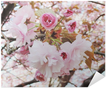 Cherry Blossom (400x400), Png Download