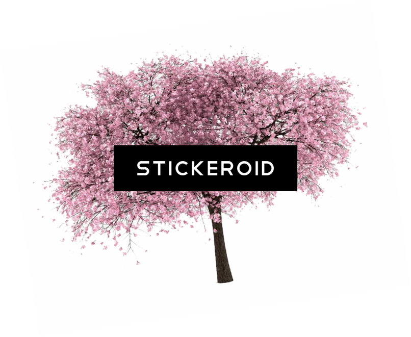 Cherry Tree - Cherry Blossom (806x661), Png Download
