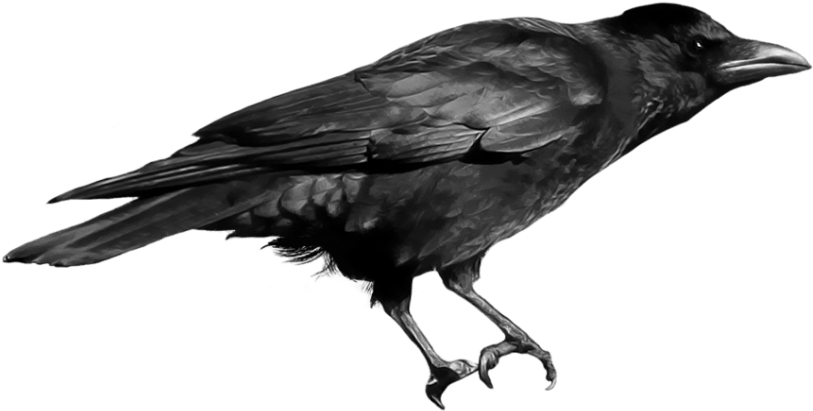 Free Png Crow Png Images Transparent - Png Image Crow (850x510), Png Download