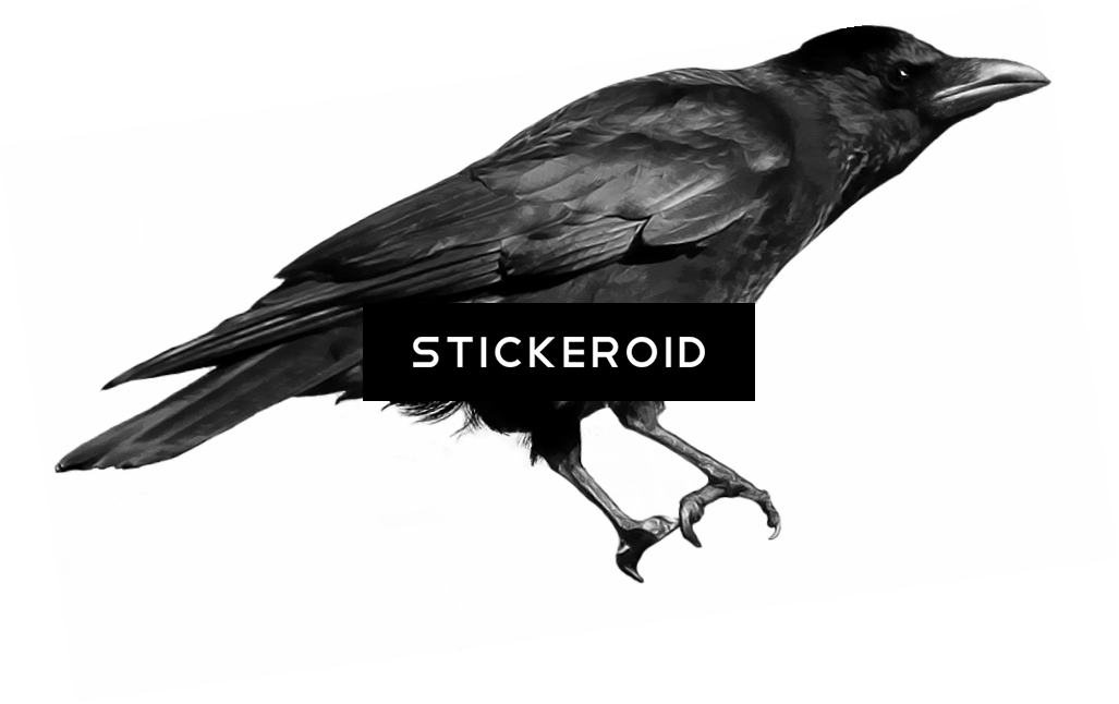 Black Crow - Crows (1027x646), Png Download