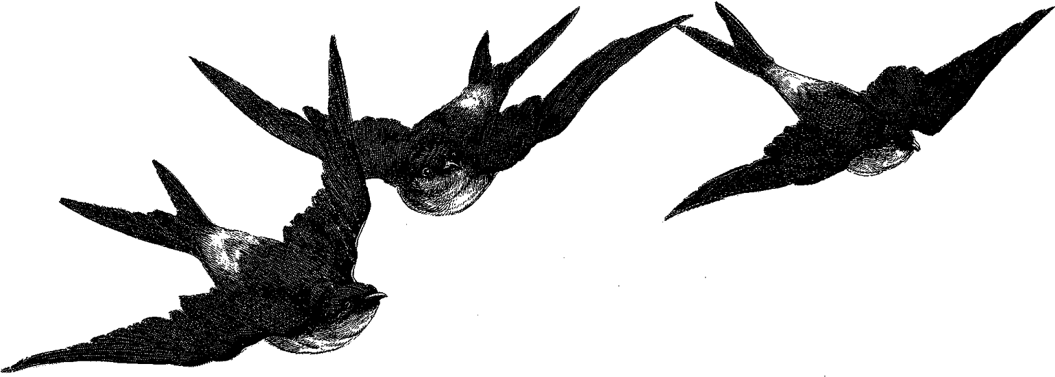 Digital Birds Flying Image Transfer Download - Vintage Bird Clip Art (1600x600), Png Download