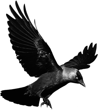 Raven Flying Transparent Png Png Images - Crow Flying Transparent Background (400x404), Png Download