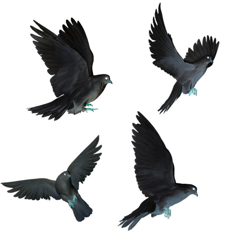 Dove Doves Black Flying Birds Fly - Bird (1024x1024), Png Download