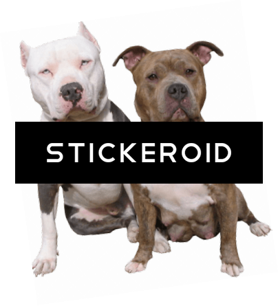 Pitbull Duo - Pit Bulls (404x445), Png Download