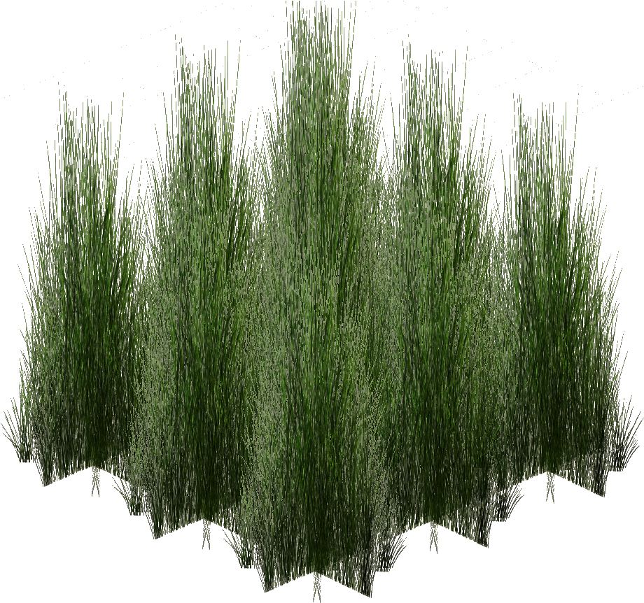 Tall Monsoon Grass - Pond Pine (926x926), Png Download