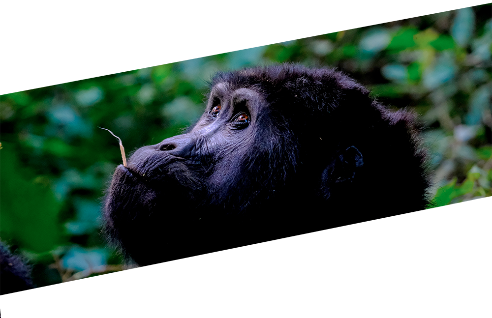 Gorilla (1000x647), Png Download