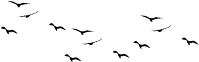 Birds Pic Flock Of - Birds Flying Vector Png (480x360), Png Download