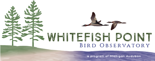 Whitefish Point Bird Observatory - Blue-footed Booby (545x227), Png Download