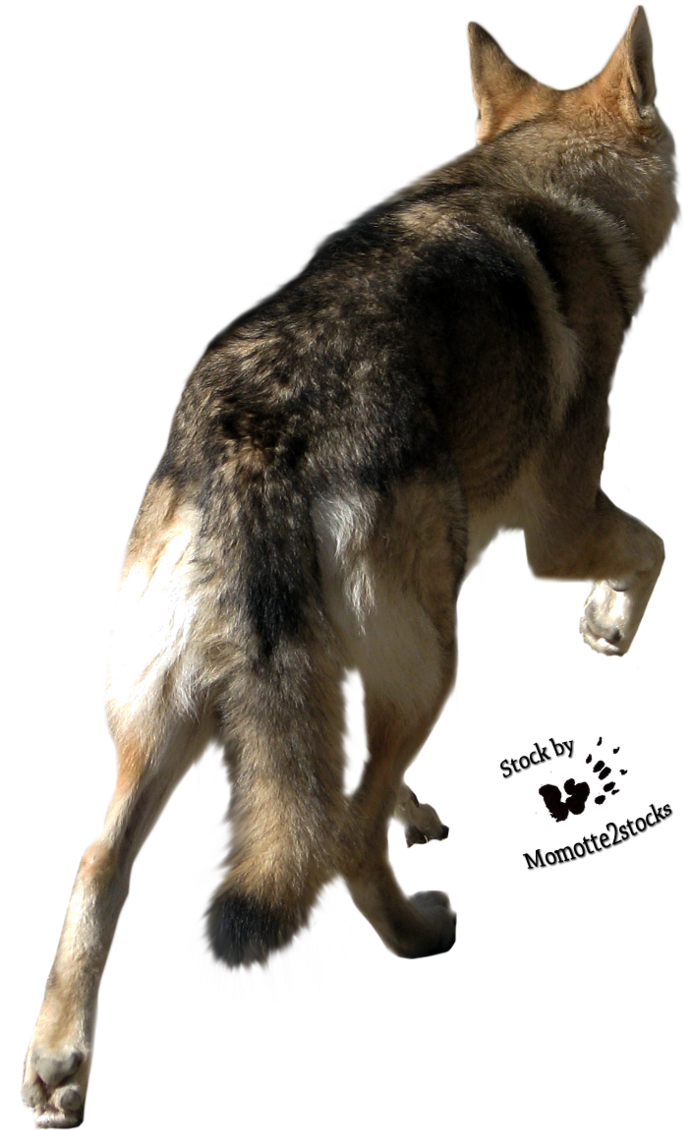 Back Of Wolf's Head (692x1154), Png Download