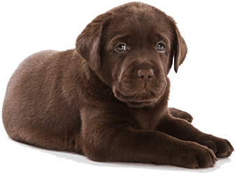 Feeding At 3 To 6 Months Old - Puppies Transparent (450x300), Png Download