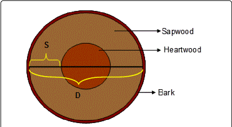 Cross Section Of A Typical Tree Trunk - Open Source (769x420), Png Download