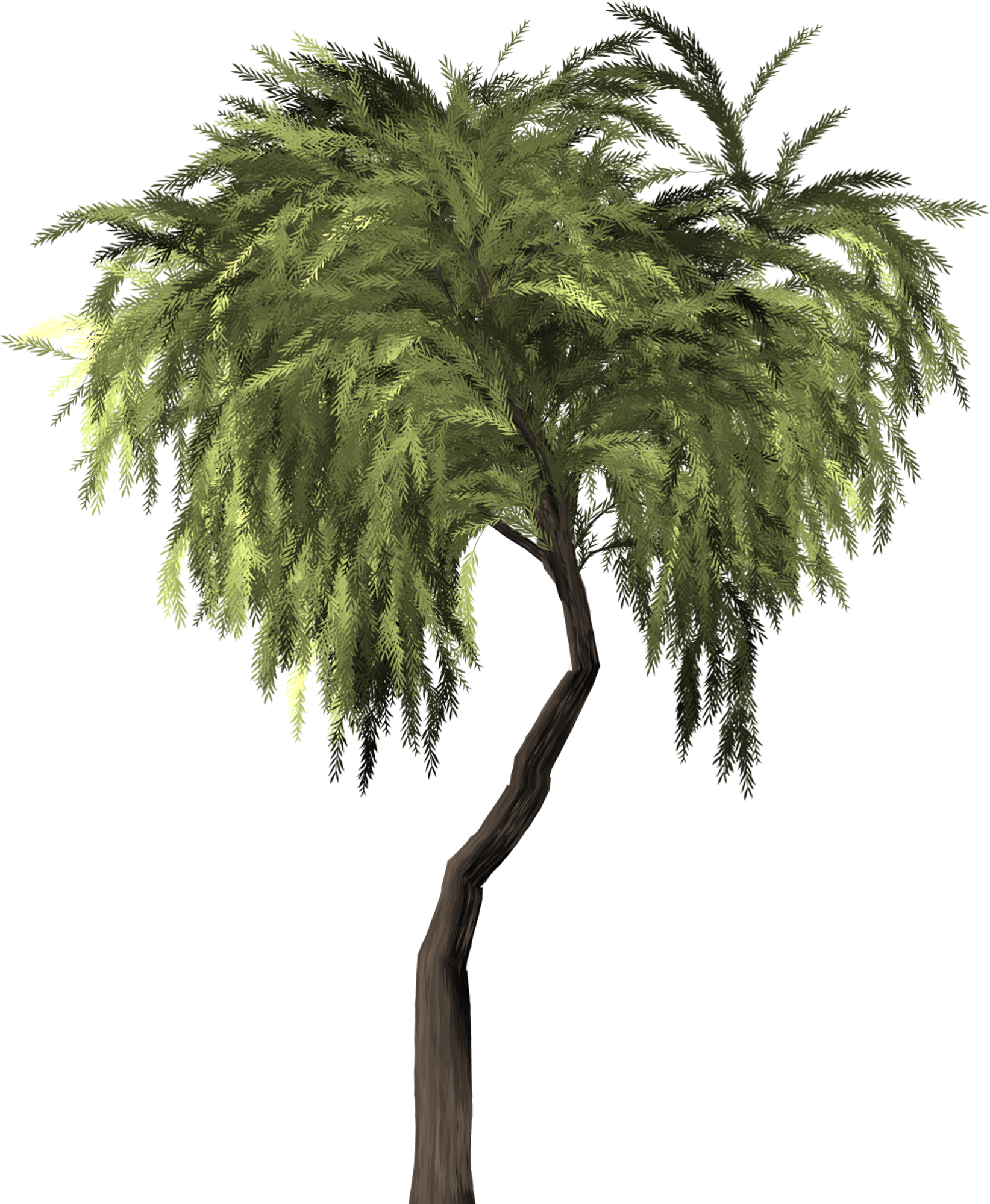 Willow Tree Weeping Willow Willow 1480307 - Willow (1643x1998), Png Download