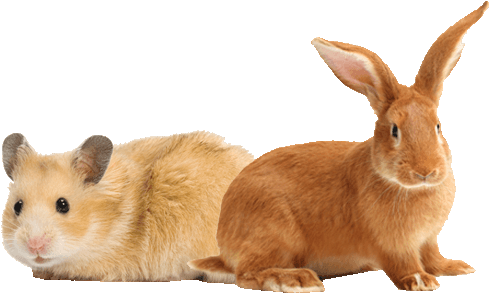 Our Small Animal Shop - Transparent Pet Banners (575x348), Png Download