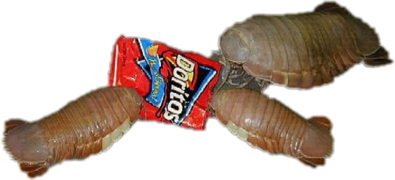 Horseshoe Crab What They Eat (1338x609), Png Download