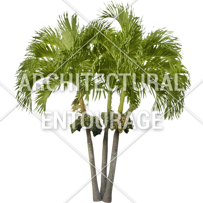 3d Palm Tree Png Download - Small Palm Tree Png (780x780), Png Download