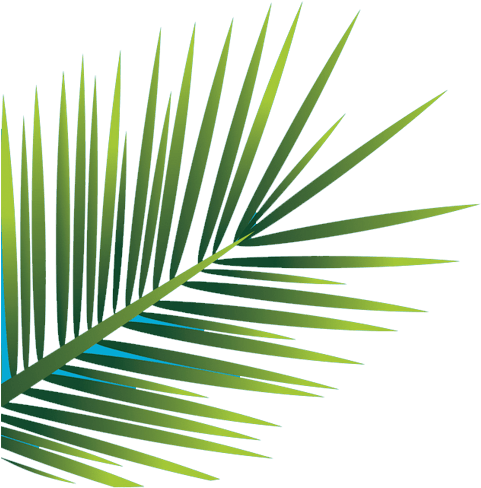 Palm-leaf - Saw Palmetto (500x509), Png Download
