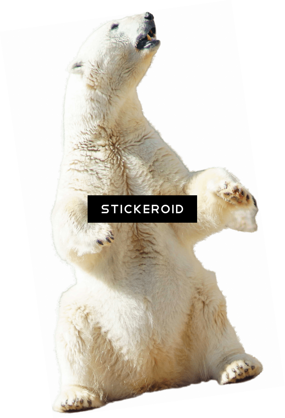 Polar Bear Sitting - Eisbär, Der Oben Sitzt Postkarte (937x1374), Png Download