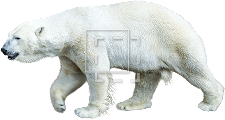 Polar Bear (450x450), Png Download