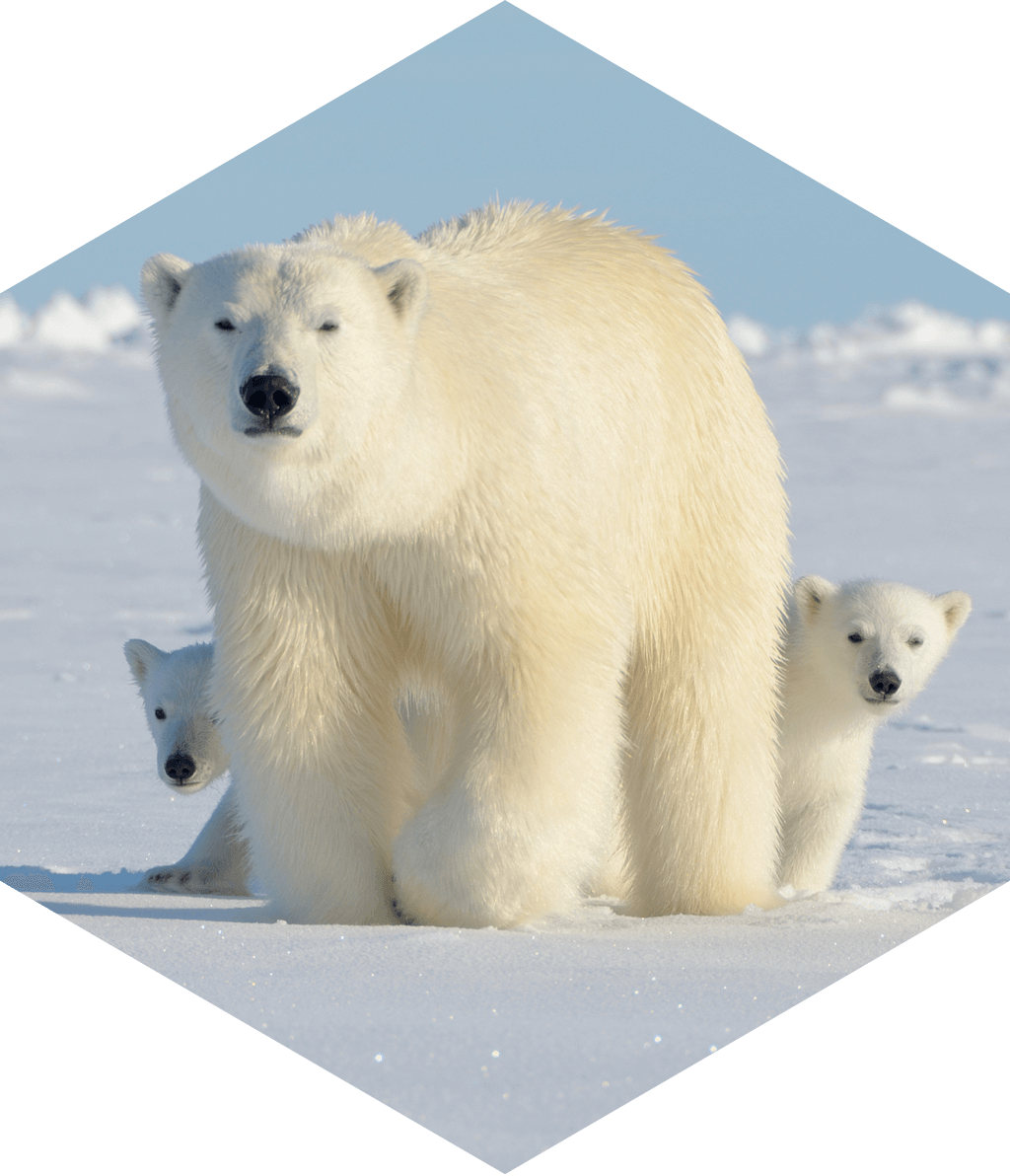 About Polar Bears - Polar Bear (1024x1192), Png Download