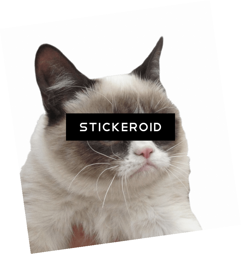 Grumpy Cat - Asian (796x840), Png Download