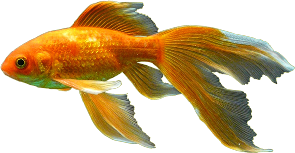Goldfish (900x453), Png Download