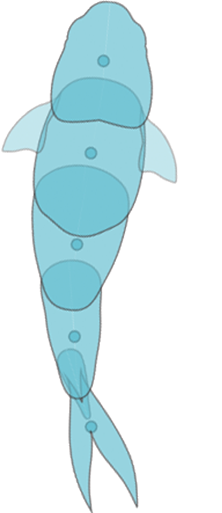 Fish-dia01 (750x1050), Png Download