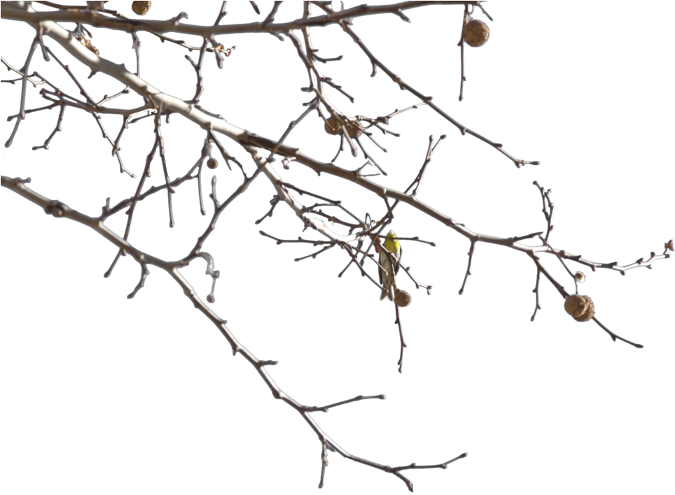 Image Gallery For - Twig (1092x731), Png Download