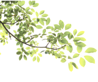Download Leaves Tree Branch Sticke Nature Freetoedit Green Branch Png Full Size Png Image Pngkit
