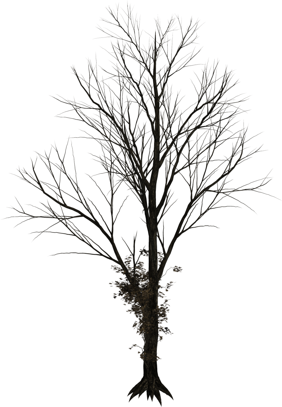 Bare Tree Png - Trees Drawing Png (1024x1346), Png Download