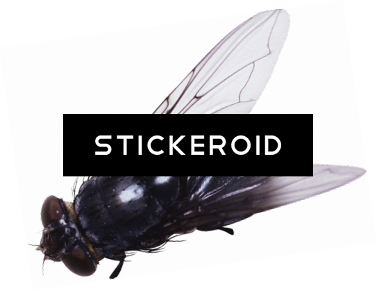 Fly - 임재범 Story Of Two Years (543x419), Png Download