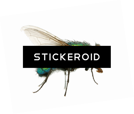 Green Fly - Earrings (549x465), Png Download