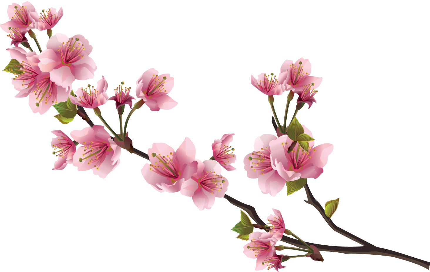 Sticker Mural - Branche De Cerisier - 40x19 Cm - Wall-art.fr (1464x928), Png Download