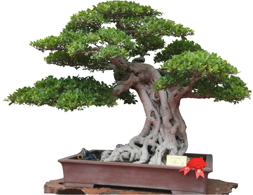 Potted Green Plant Elements - Bonsai (1024x1024), Png Download