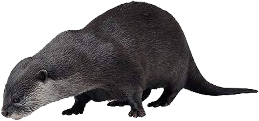 Otter Png Hd - Sea Otter Png (1000x800), Png Download
