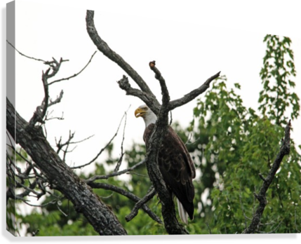 Fierce Bald Eagle Canvas Print - Bald Eagle (429x348), Png Download