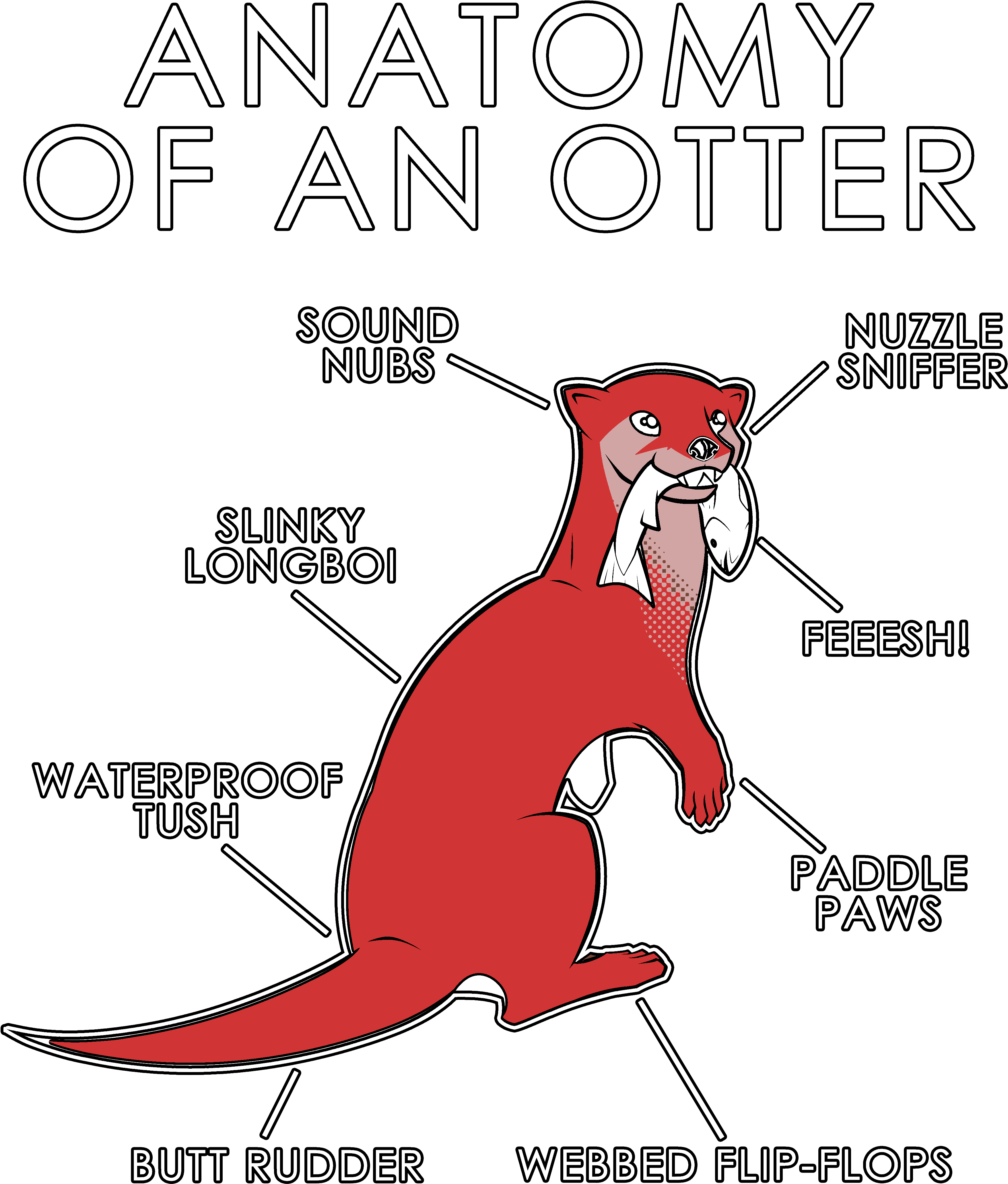 Anatomy Of An Otter - Orange Otter (3630x4950), Png Download