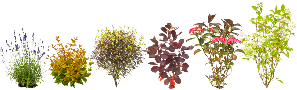 Flora, Plants - Riberry (960x300), Png Download