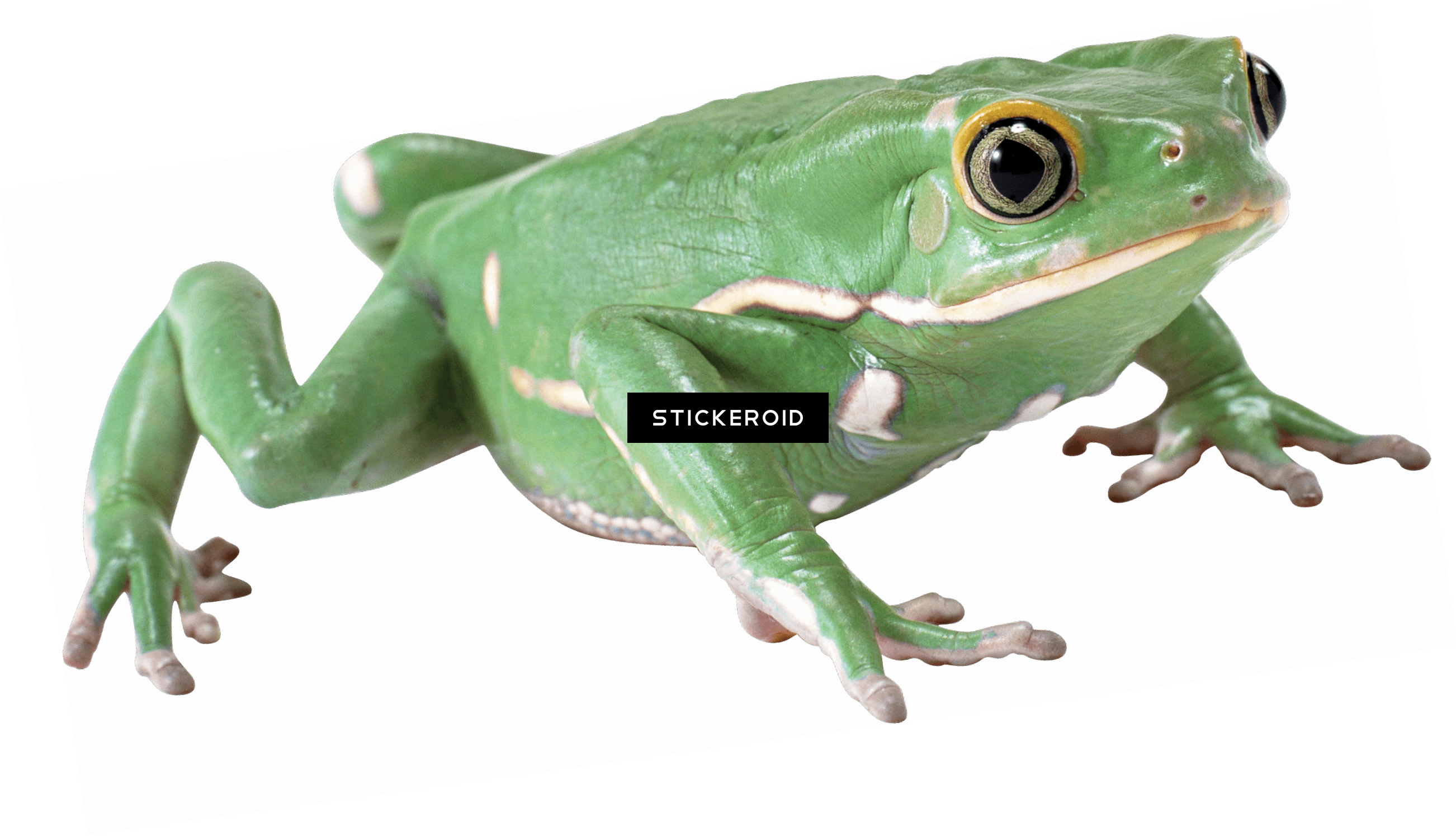 Kermit The Frog On Stool - Portable Network Graphics (2604x1495), Png Download